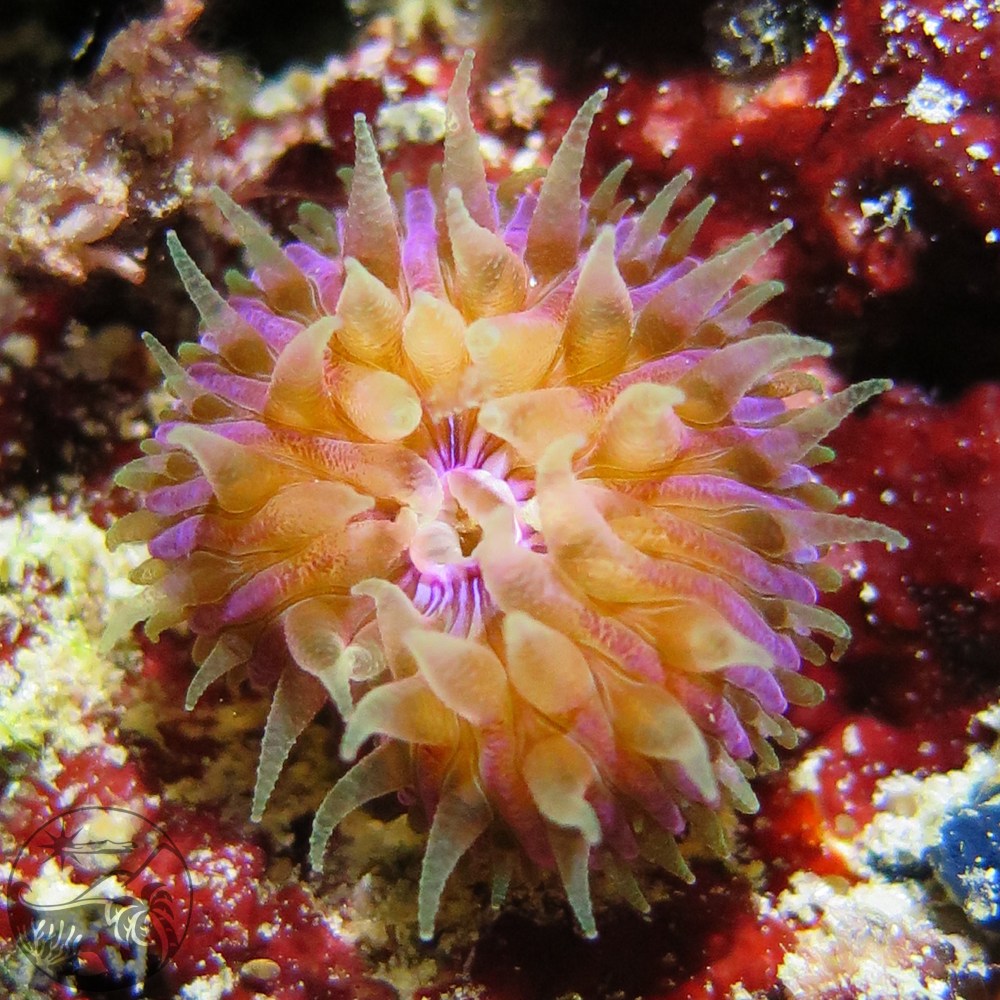 Anemone