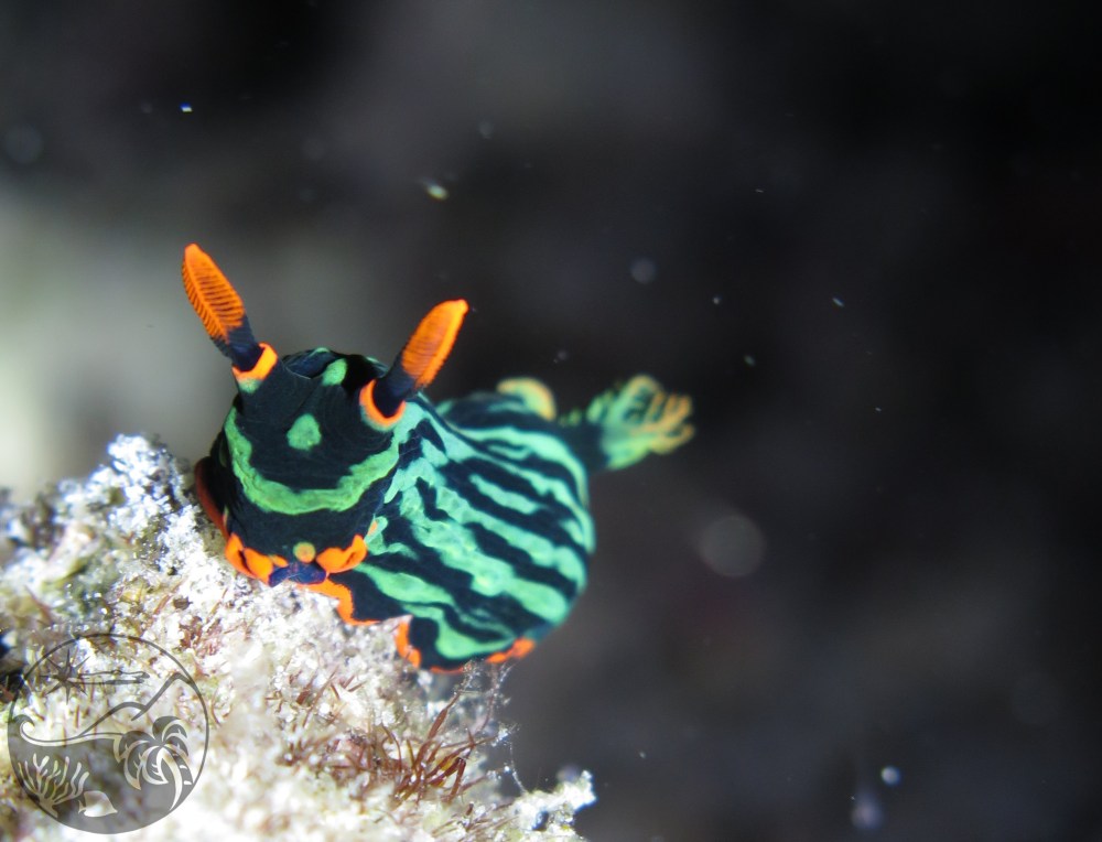Nembrotha Nudibranch